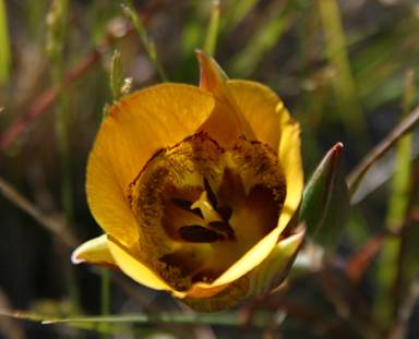 calochortus clavatus--yellow mariposa lily